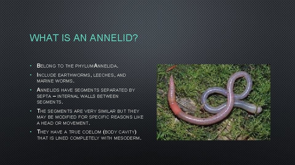 WHAT IS AN ANNELID? • BELONG TO THE PHYLUM ANNELIDA. • INCLUDE EARTHWORMS, LEECHES,