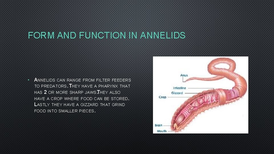 FORM AND FUNCTION IN ANNELIDS • ANNELIDS CAN RANGE FROM FILTER FEEDERS TO PREDATORS.