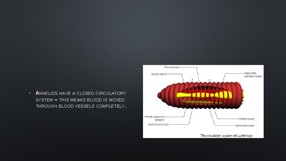  • ANNELIDS HAVE A CLOSED CIRCULATORY SYSTEM – THIS MEANS BLOOD IS MOVED