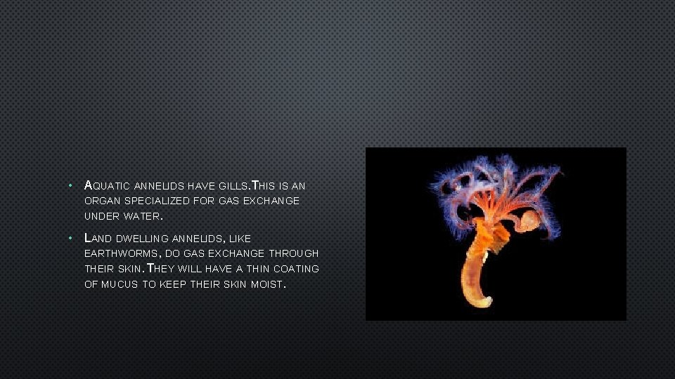  • AQUATIC ANNELIDS HAVE GILLS. THIS IS AN ORGAN SPECIALIZED FOR GAS EXCHANGE