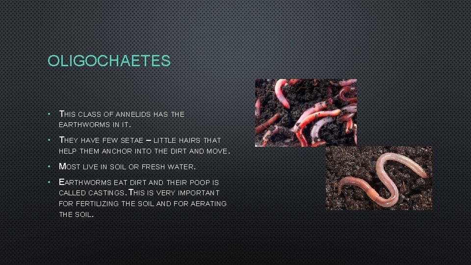 OLIGOCHAETES • THIS CLASS OF ANNELIDS HAS THE EARTHWORMS IN IT. • THEY HAVE