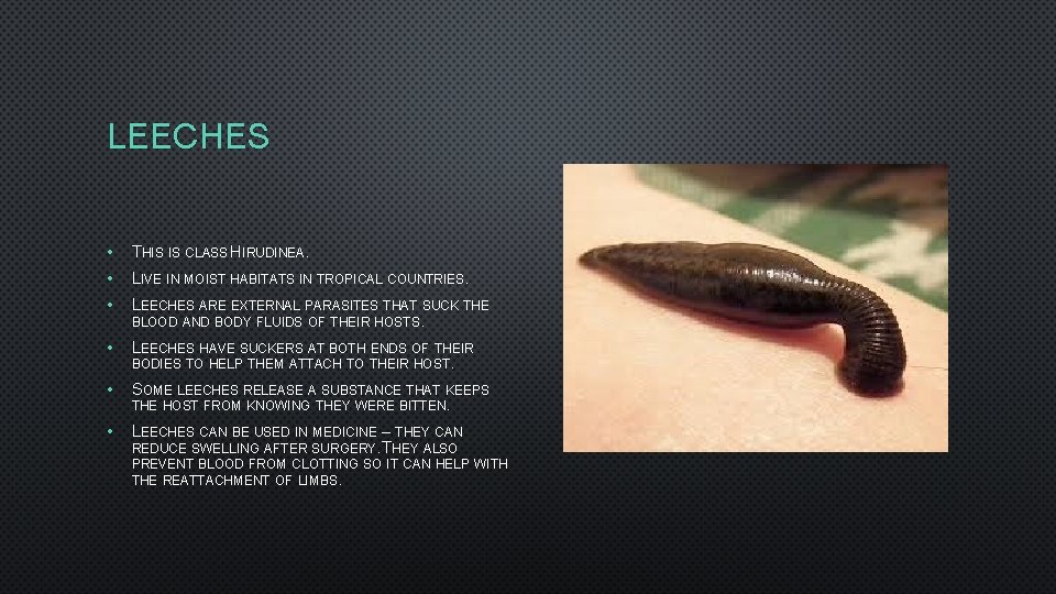 LEECHES • THIS IS CLASS HIRUDINEA. • LIVE IN MOIST HABITATS IN TROPICAL COUNTRIES.