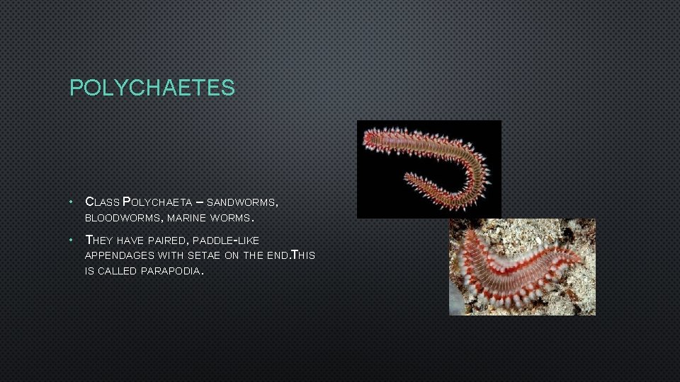 POLYCHAETES • CLASS POLYCHAETA – SANDWORMS, BLOODWORMS, MARINE WORMS. • THEY HAVE PAIRED, PADDLE-LIKE