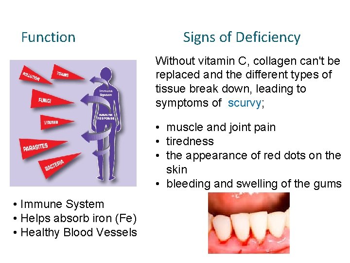 Function Signs of Deficiency Without vitamin C, collagen can't be replaced and the different