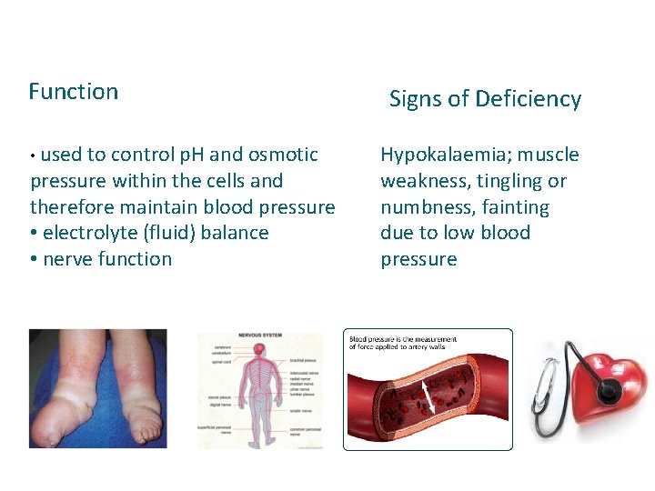Function • used to control p. H and osmotic pressure within the cells and