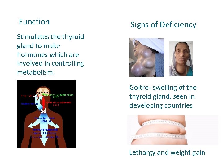 Function Signs of Deficiency Stimulates the thyroid gland to make hormones which are involved
