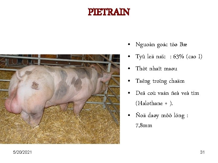 PIETRAIN • • • Nguoàn goác töø Bæ Tyû leä naïc : 63% (cao