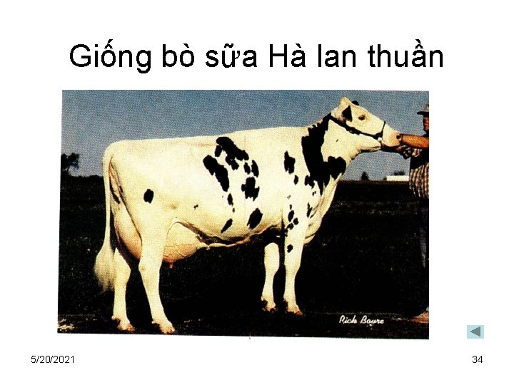 Giống bò sữa Hà lan thuần 5/20/2021 34 