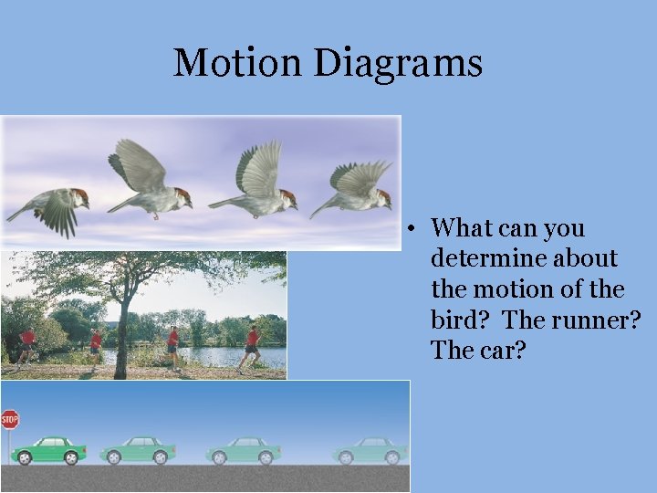 Motion Diagrams • What can you determine about the motion of the bird? The