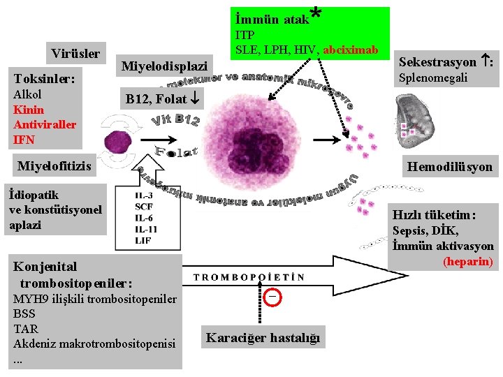 * İmmün atak Virüsler Toksinler: Alkol Kinin Antiviraller IFN ITP SLE, LPH, HIV, abciximab