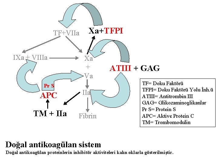 TF+VIIa IXa + VIIIa Pr S Xa+TFPI Xa + Va APC IIa TM +