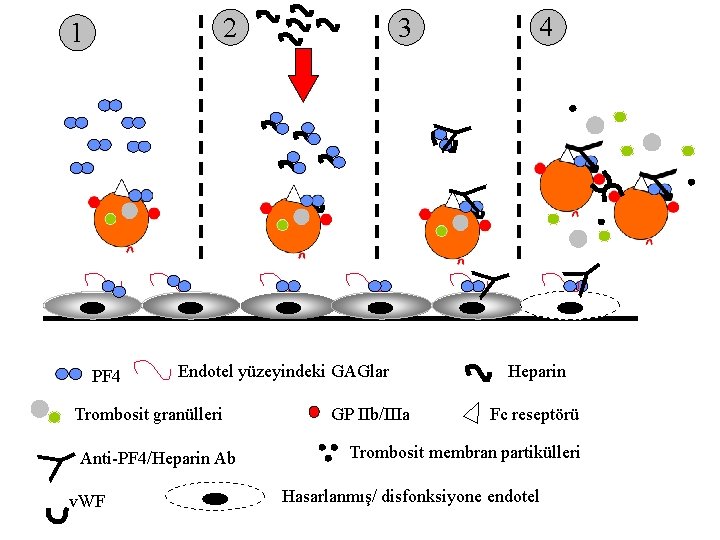 2 4 3 Y 1 Endotel yüzeyindeki GAGlar Y Trombosit granülleri Anti-PF 4/Heparin Ab