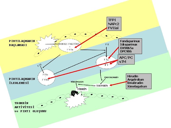 TFPI NAPc 2 FVIIai PIHTILAŞMANIN BAŞLAMASI Fondaparinux Idraparinux DX 9065 a DPC 906 APC/PC