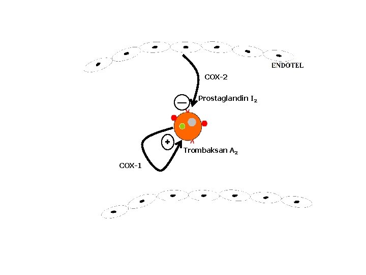 ENDOTEL COX-2 — + COX-1 Prostaglandin I 2 Trombaksan A 2 