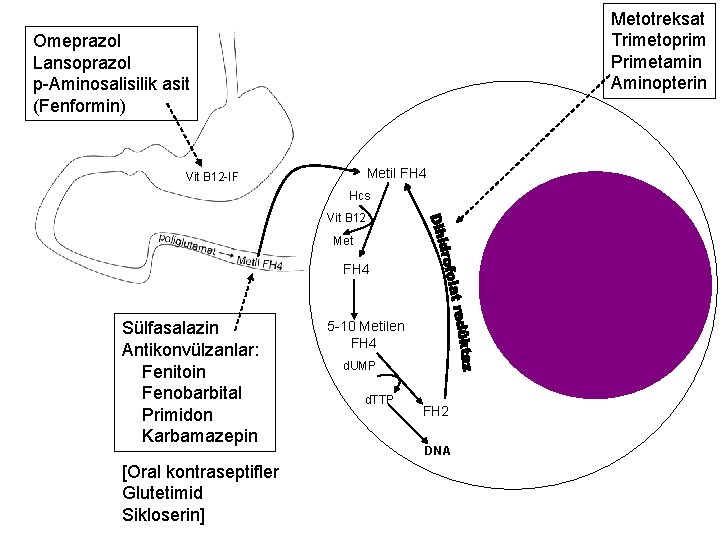 Metotreksat Trimetoprim Primetamin Aminopterin Omeprazol Lansoprazol p-Aminosalisilik asit (Fenformin) Metil FH 4 Vit B