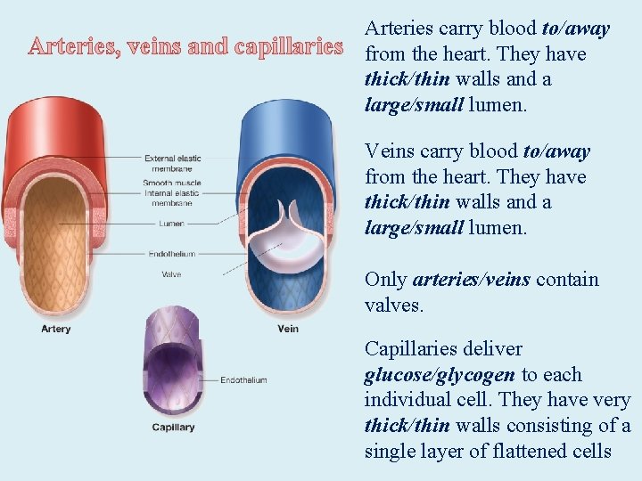 Arteries carry blood to/away Arteries, veins and capillaries from the heart. They have thick/thin