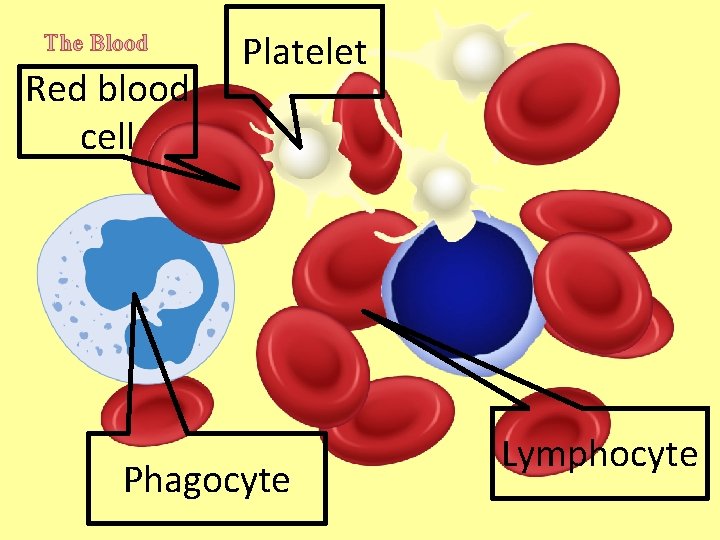 The Blood Red blood cell Platelet Phagocyte Lymphocyte 
