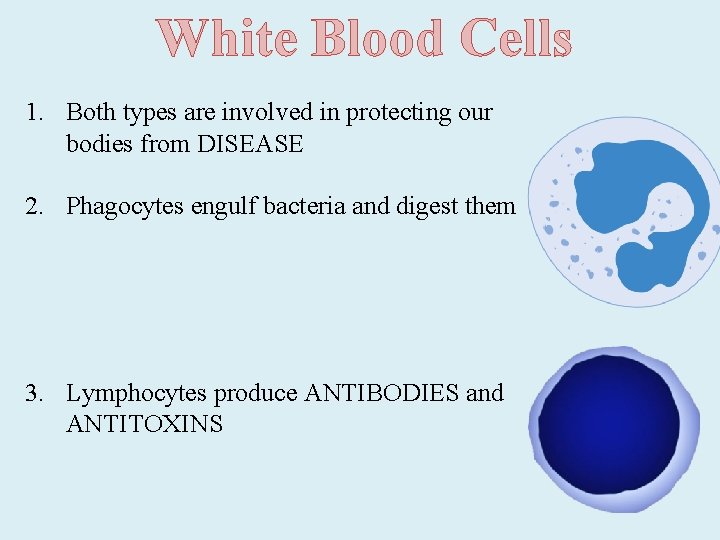 White Blood Cells 1. Both types are involved in protecting our bodies from DISEASE