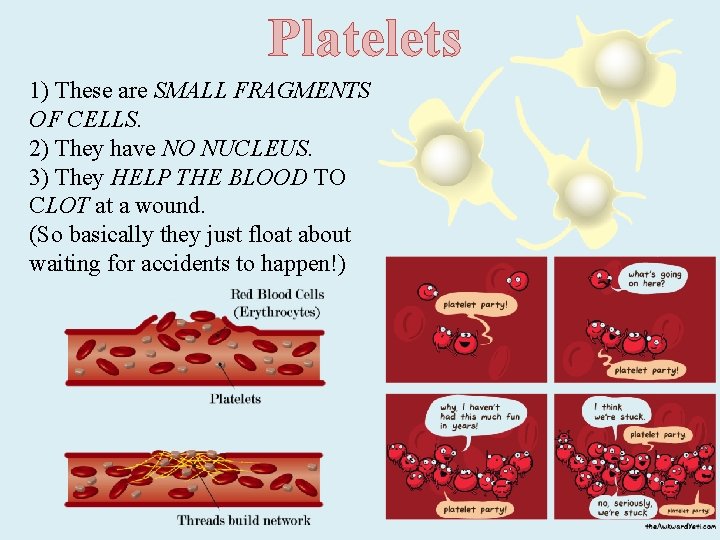 Platelets 1) These are SMALL FRAGMENTS OF CELLS. 2) They have NO NUCLEUS. 3)