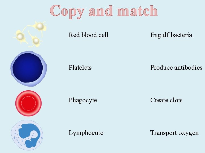 Copy and match Red blood cell Engulf bacteria Platelets Produce antibodies Phagocyte Create clots