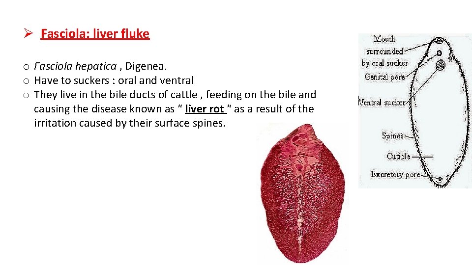 Ø Fasciola: liver fluke o Fasciola hepatica , Digenea. o Have to suckers :