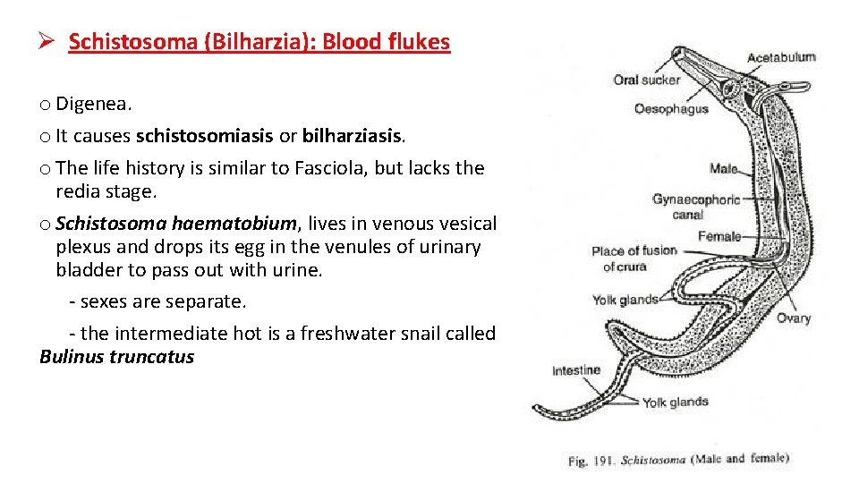 Ø Schistosoma (Bilharzia): Blood flukes o Digenea. o It causes schistosomiasis or bilharziasis. o