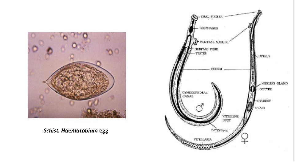 Schist. Haematobium egg 