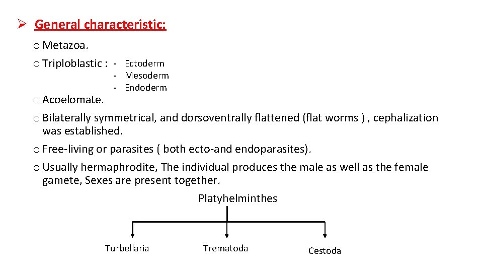 Ø General characteristic: o Metazoa. o Triploblastic : - Ectoderm - Mesoderm - Endoderm