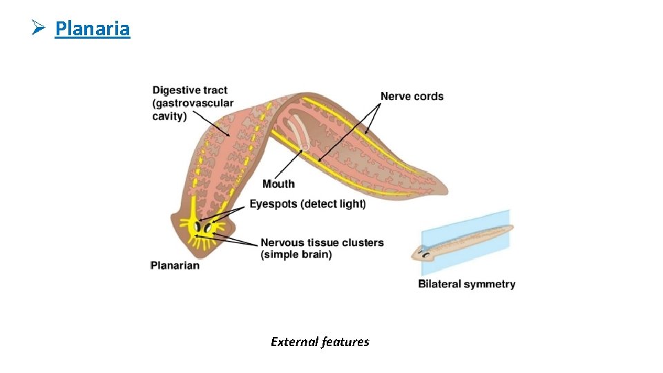 Ø Planaria External features 