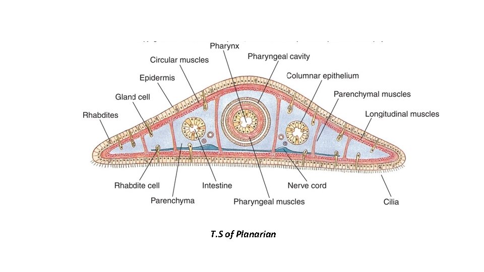 T. S of Planarian 