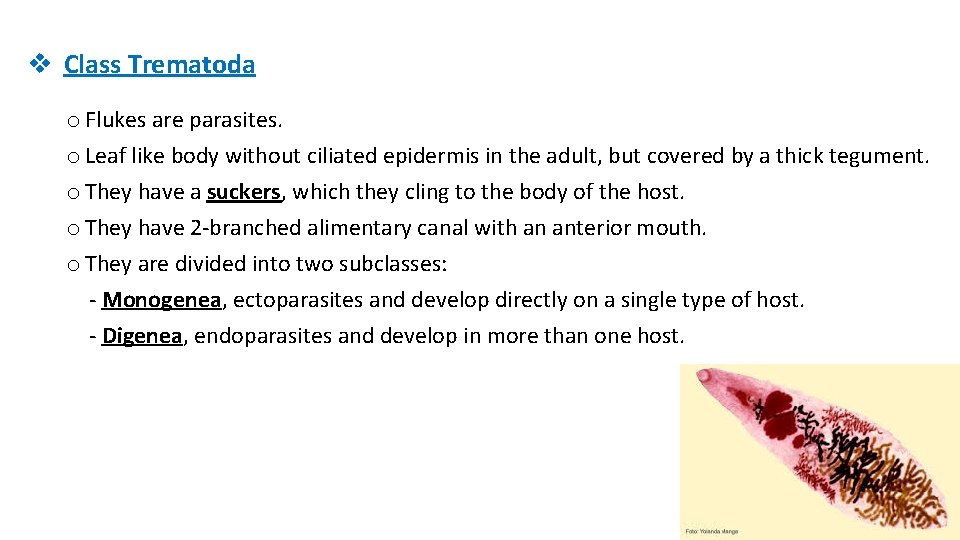 v Class Trematoda o Flukes are parasites. o Leaf like body without ciliated epidermis