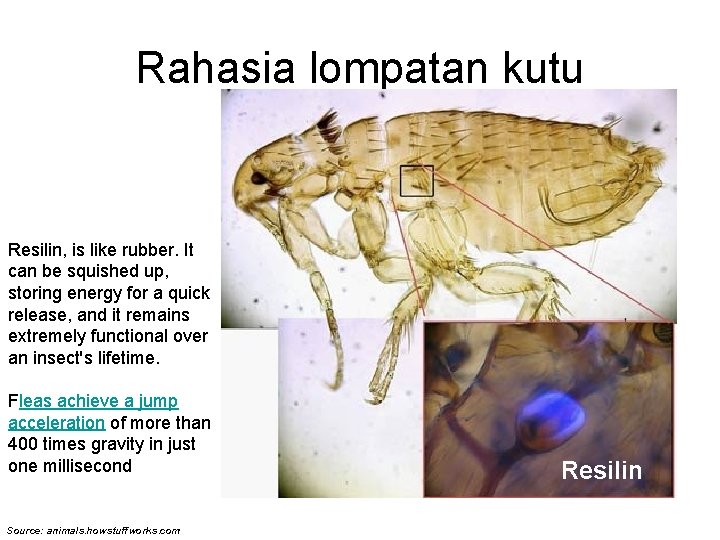Rahasia lompatan kutu Resilin, is like rubber. It can be squished up, storing energy