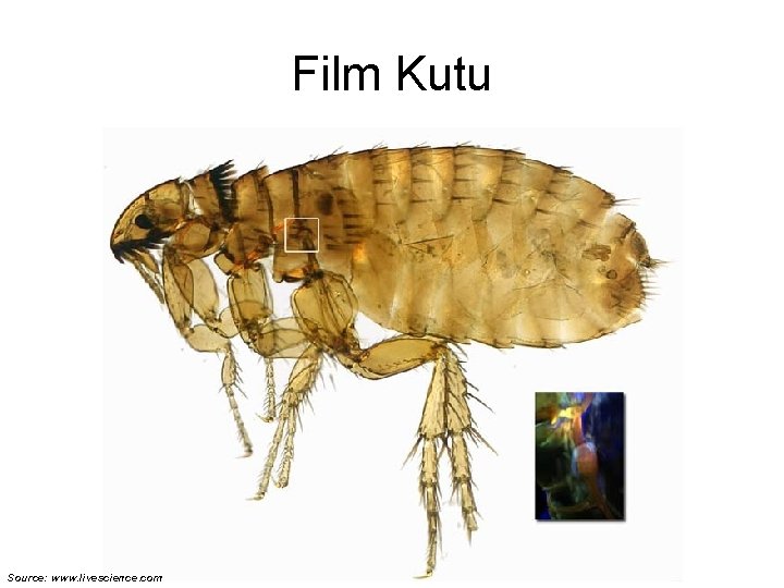 Film Kutu Source: www. livescience. com 