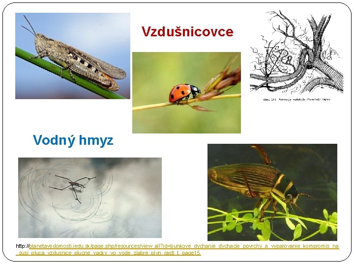Vzdušnicovce Vodný hmyz http: //planetavedomosti. iedu. sk/page. php/resources/view_all? id=bunkove_dychanie_dychacie_povrchy_a_vyparovanie_kompromis_na _susi_pluca_vzdusnice_plucne_vacky_vo_vode_ziabre_plyn_rastl_t_page 15 