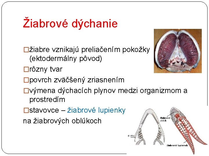 Žiabrové dýchanie �žiabre vznikajú preliačením pokožky (ektodermálny pôvod) �rôzny tvar �povrch zväčšený zriasnením �výmena
