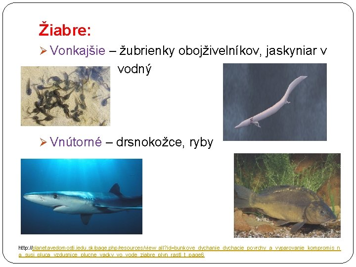 Žiabre: Ø Vonkajšie – žubrienky obojživelníkov, jaskyniar v vodný Ø Vnútorné – drsnokožce, ryby