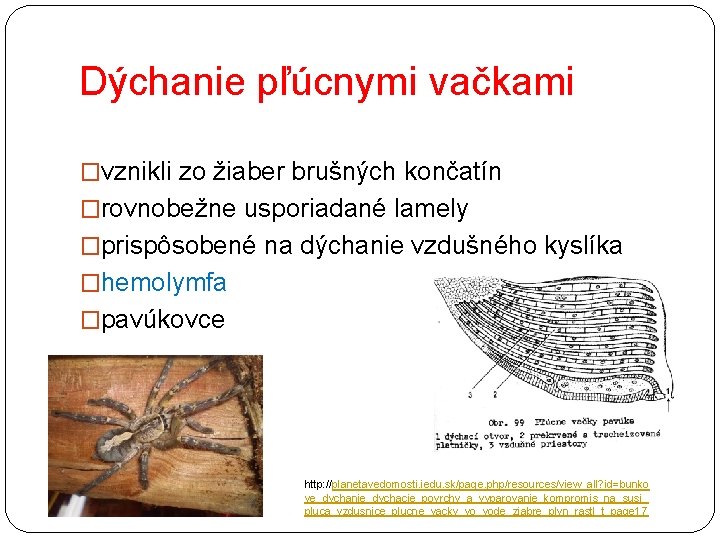 Dýchanie pľúcnymi vačkami �vznikli zo žiaber brušných končatín �rovnobežne usporiadané lamely �prispôsobené na dýchanie