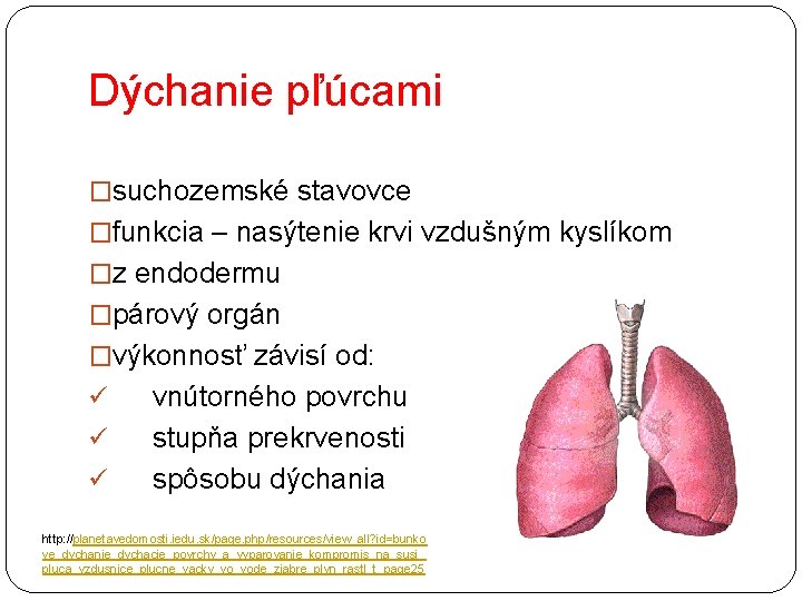 Dýchanie pľúcami �suchozemské stavovce �funkcia – nasýtenie krvi vzdušným kyslíkom �z endodermu �párový orgán