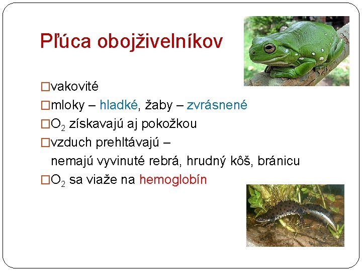 Pľúca obojživelníkov �vakovité �mloky – hladké, žaby – zvrásnené �O 2 získavajú aj pokožkou