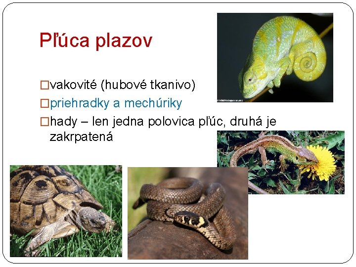 Pľúca plazov �vakovité (hubové tkanivo) �priehradky a mechúriky �hady – len jedna polovica pľúc,