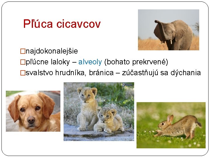 Pľúca cicavcov �najdokonalejšie �pľúcne laloky – alveoly (bohato prekrvené) �svalstvo hrudníka, bránica – zúčastňujú