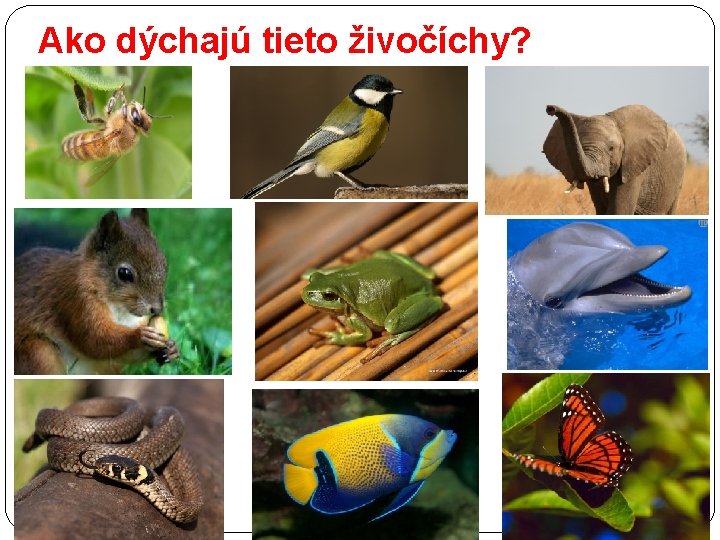 Ako dýchajú tieto živočíchy? 