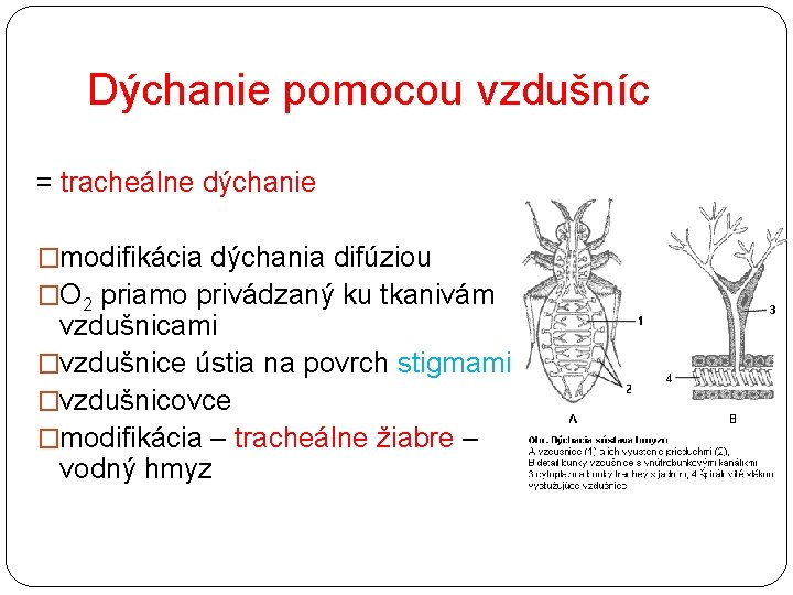 Dýchanie pomocou vzdušníc = tracheálne dýchanie �modifikácia dýchania difúziou �O 2 priamo privádzaný ku