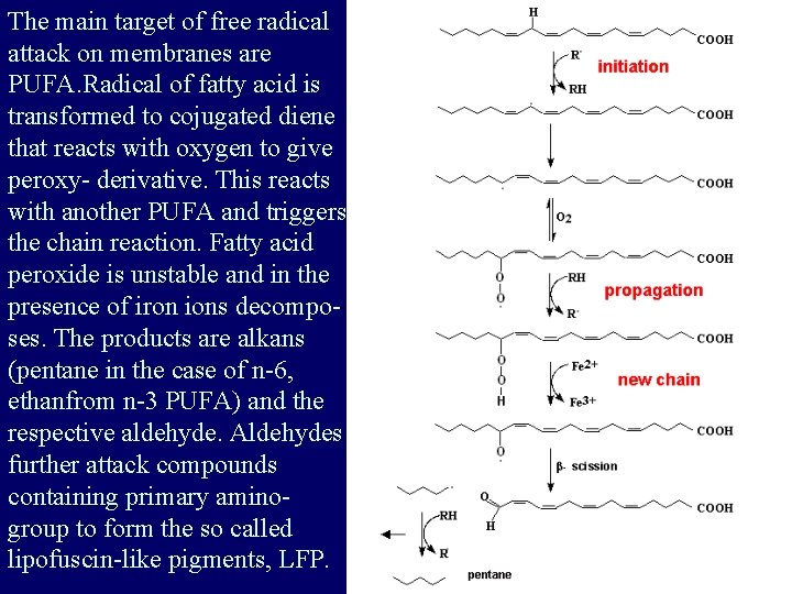 The main target of free radical attack on membranes are PUFA. Radical of fatty