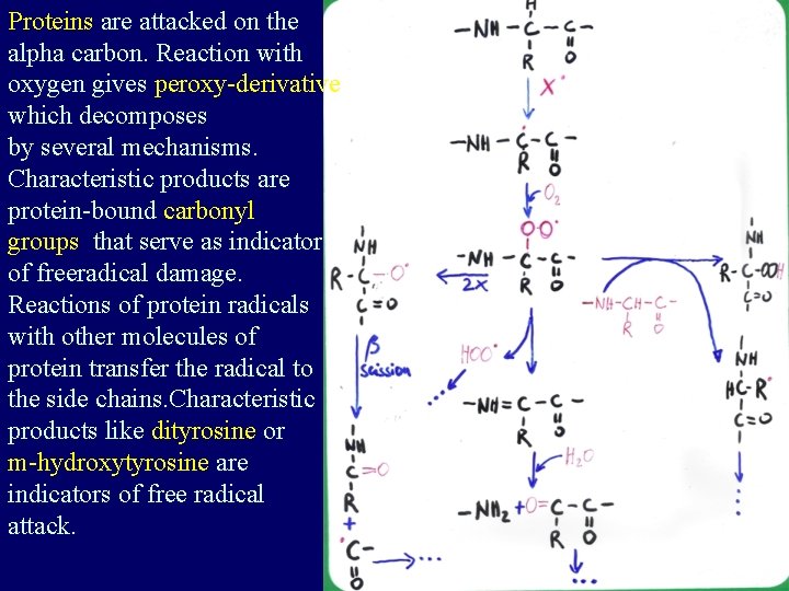 Proteins are attacked on the alpha carbon. Reaction with oxygen gives peroxy-derivative which decomposes