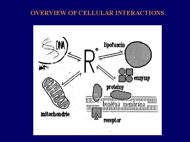 OVERVIEW OF CELLULAR INTERACTIONS 