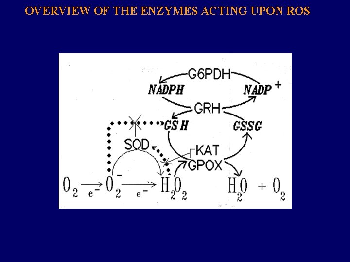 OVERVIEW OF THE ENZYMES ACTING UPON ROS 