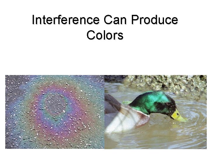 Interference Can Produce Colors 