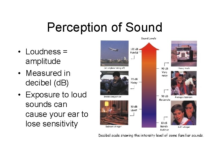 Perception of Sound • Loudness = amplitude • Measured in decibel (d. B) •