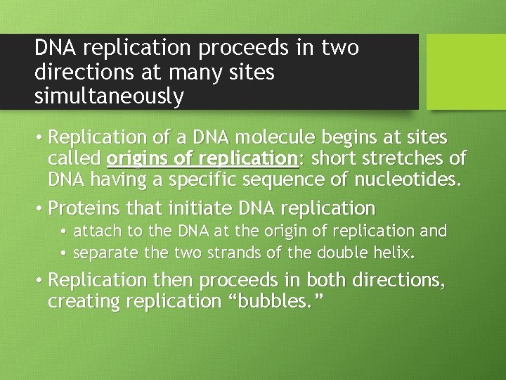 DNA replication proceeds in two directions at many sites simultaneously • Replication of a